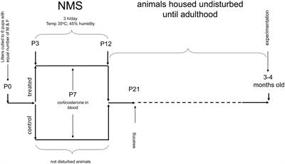 Cerebral Erythropoietin Prevents Sex-Dependent Disruption of Respiratory Control Induced by Early Life Stress